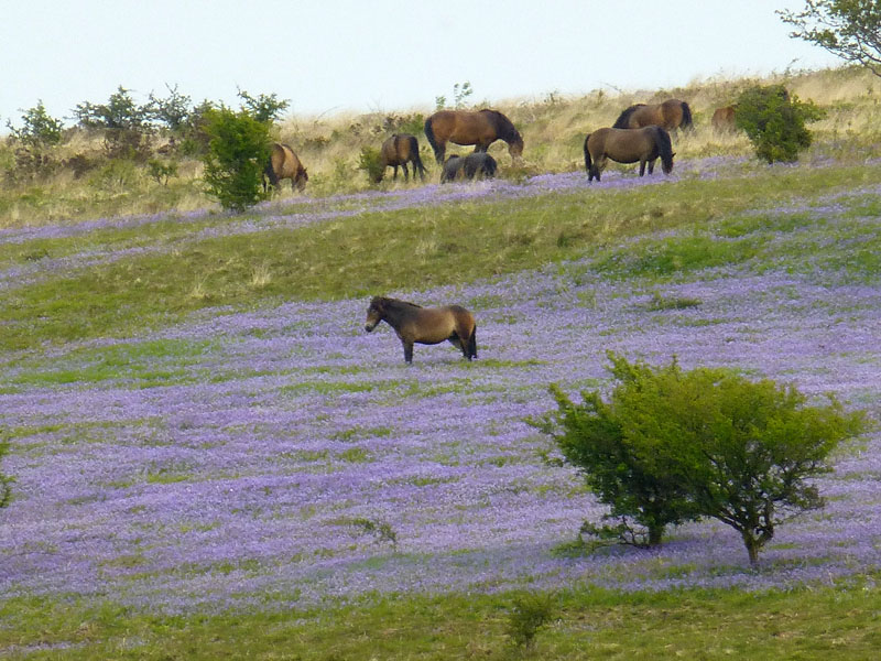Exmoor Ponies